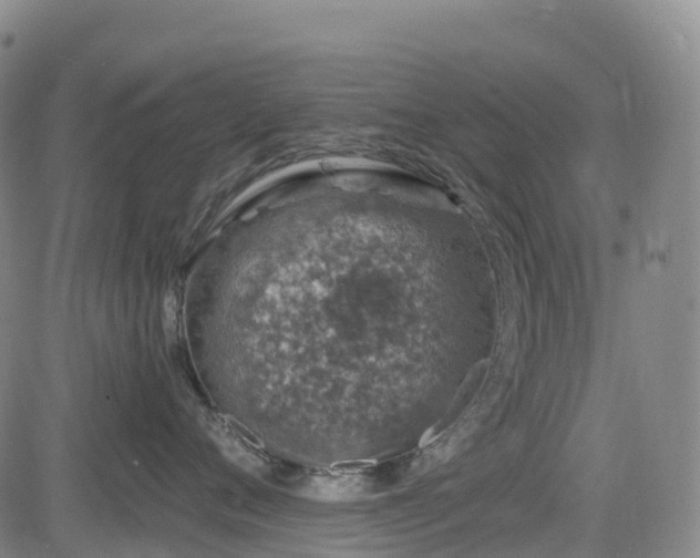 X0000085060720200703121525