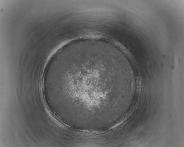 X0000085060726200703121524