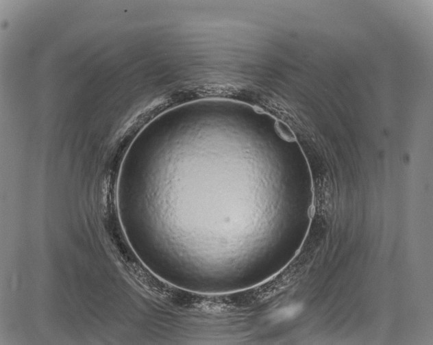 X0000085060742200703121524