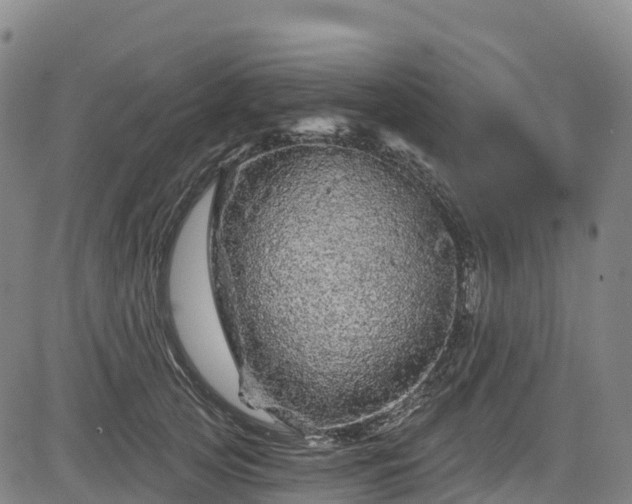 X0000085060753200703121524