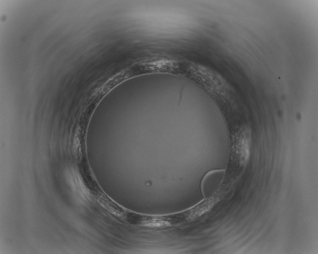 X0000085060754200703121524