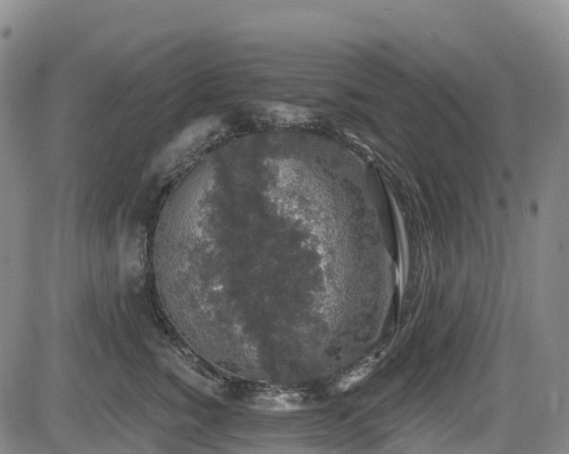 X0000085060760200703121525