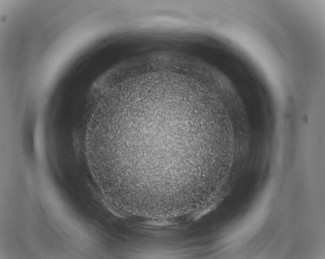 X0000085060765200703121525