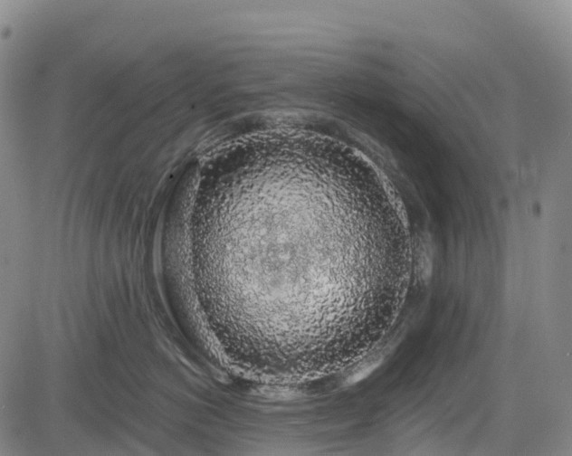 X0000085060766200703121525