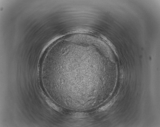 X0000085060779200703121524