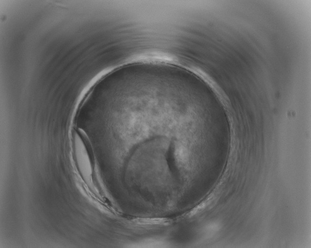 X0000085060864200703121523