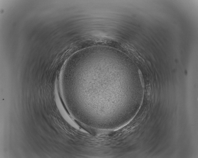 X0000085060916200703121521