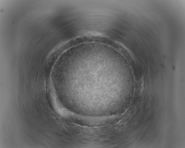 X0000085060919200703121521