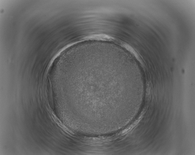 X0000085060923200703121521