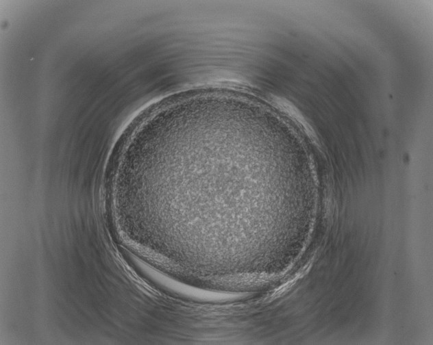 X0000085060924200703121521