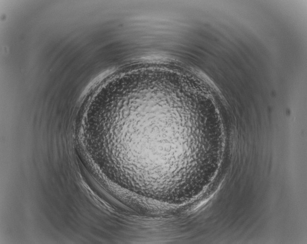 X0000085060930200703121521