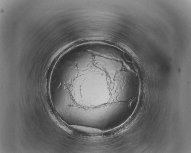 X0000085060933200703121521