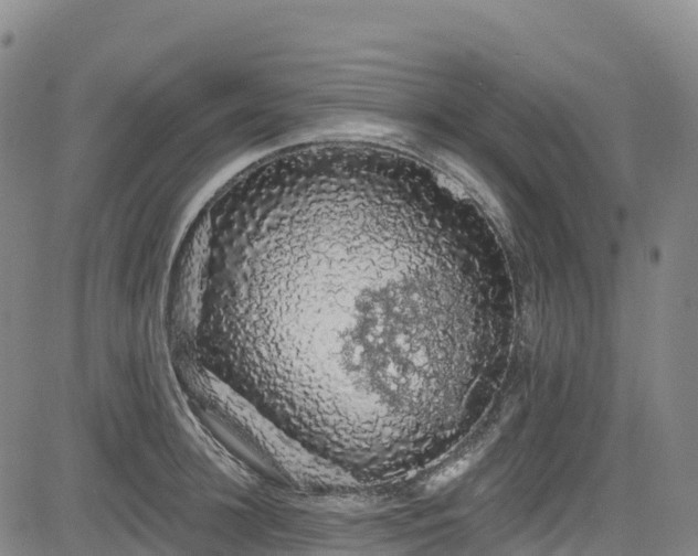 X0000085060948200703121521