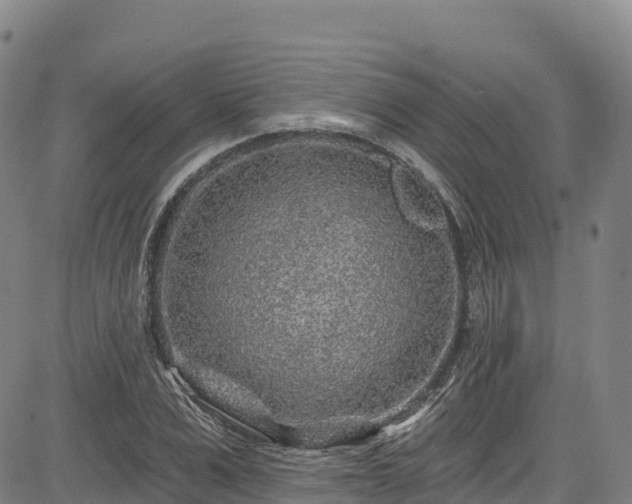 X0000085060975200703121520