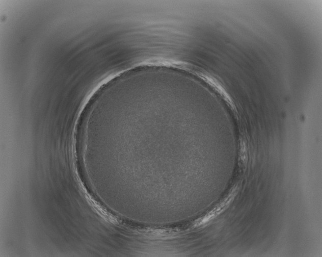 X0000085060976200703121520