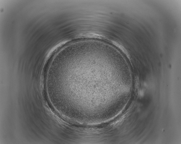 X0000085060979200703121520