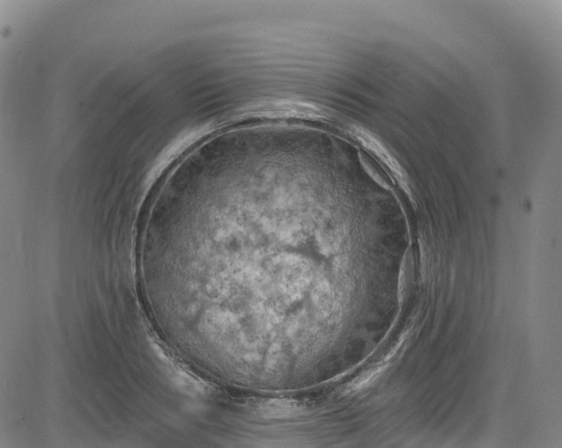 X0000085060986200703121520