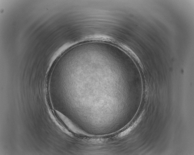 X0000085060989200703121520