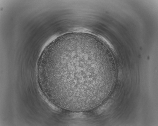 X0000085060990200703121520