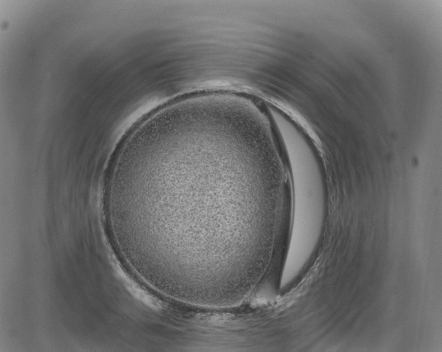 X0000085060991200703121520