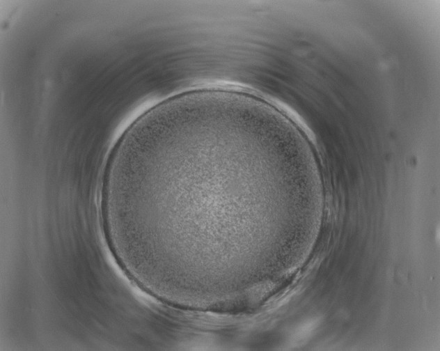 X0000085061007200703121520