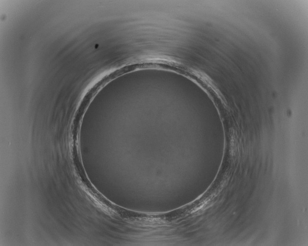 X0000085061024200703121519