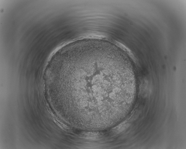 X0000085061027200703121519