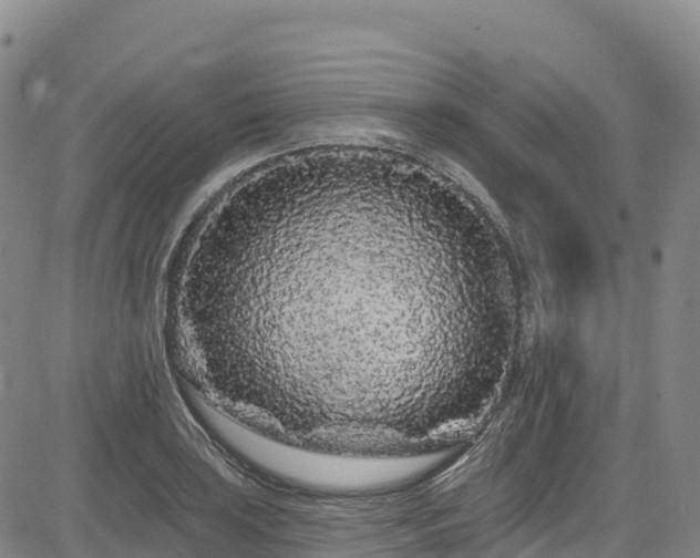 X0000085061035200703121520