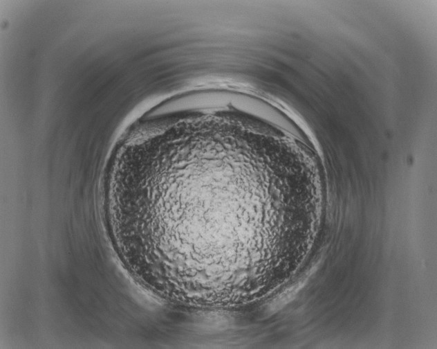 X0000085061045200703121520