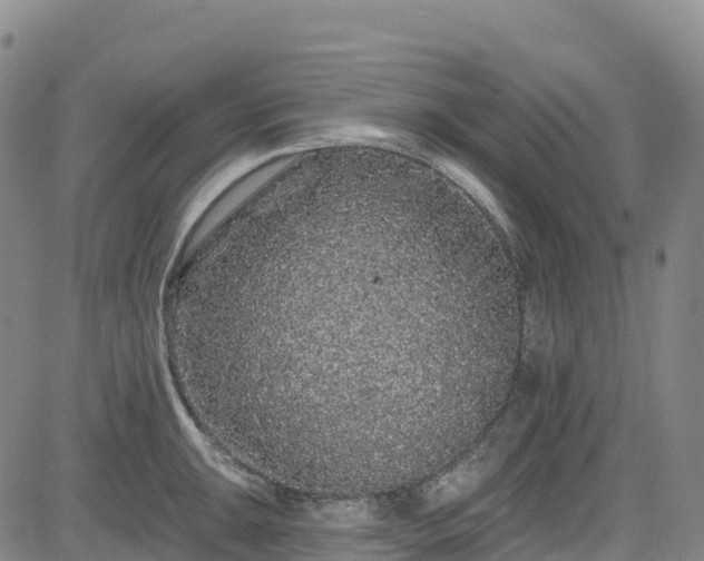 X0000085061047200703121520