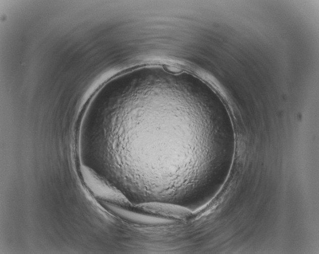 X0000085061048200703121520