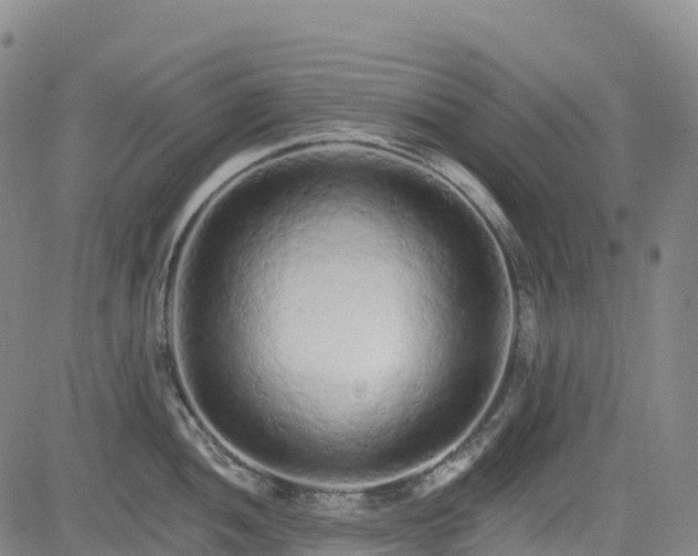 X0000085061052200703121520