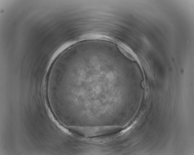 X0000085061053200703121520