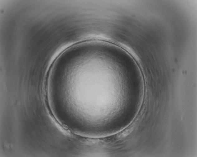 X0000085061056200703121520