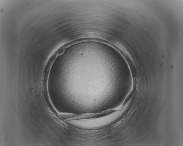 X0000085061068200703121519