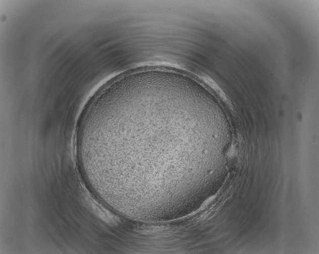 X0000085061076200703121519