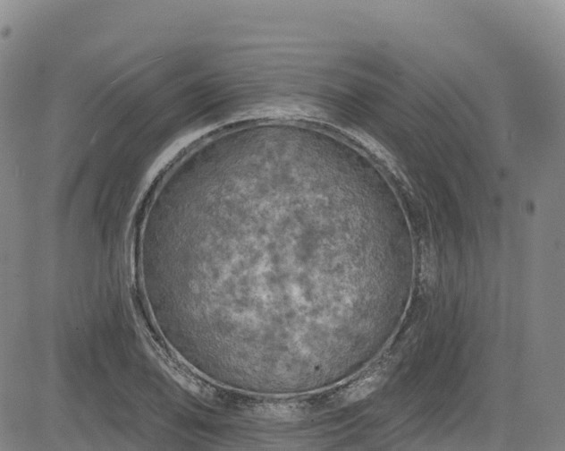 X0000085061078200703121519