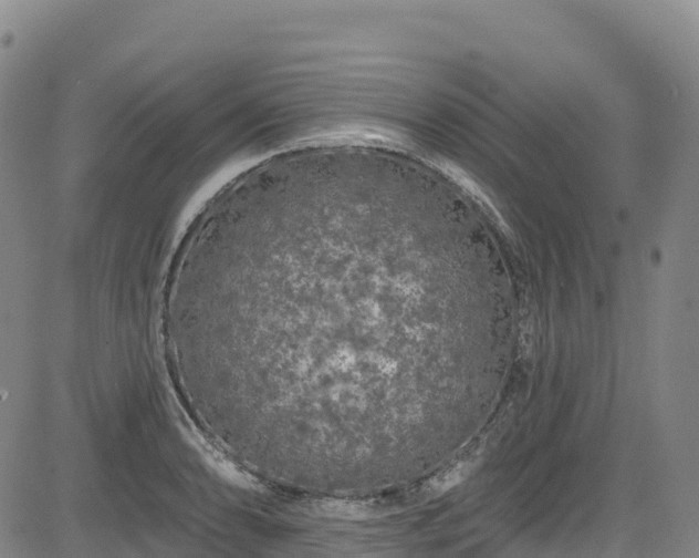 X0000085061086200703121519