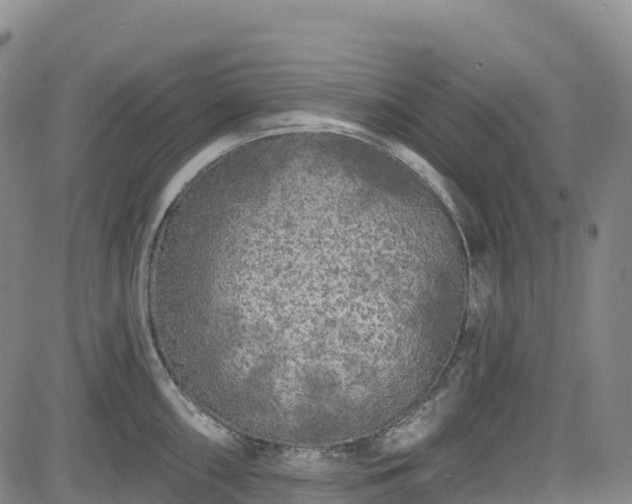 X0000085061098200703121518