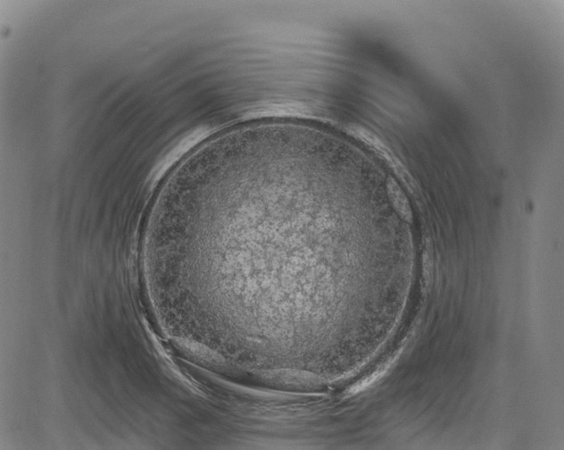 X0000085061129200703121518