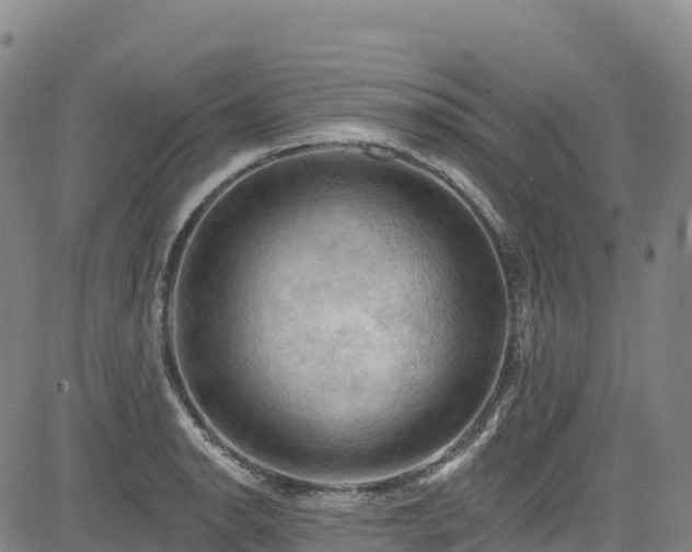 X0000085061134200703121518