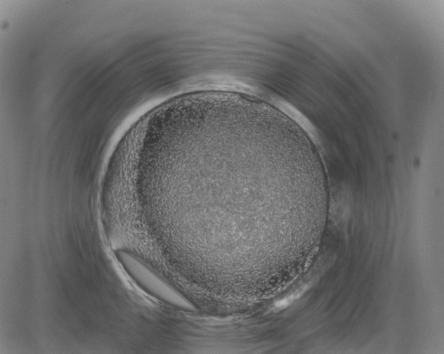 X0000085061144200703121518