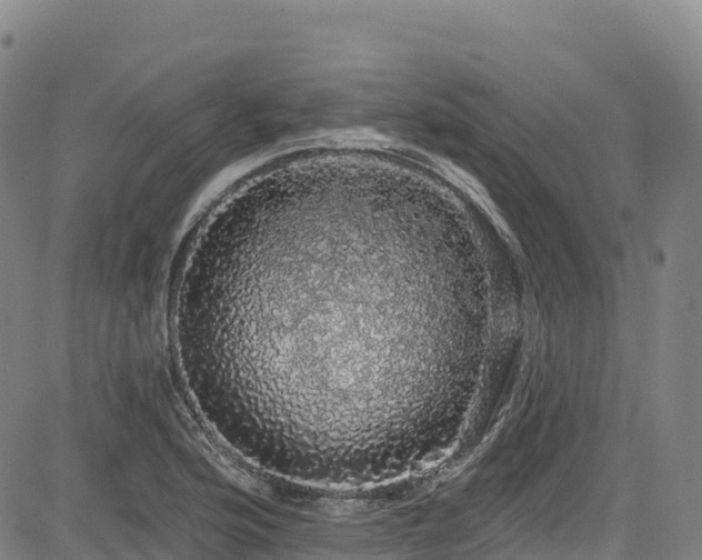 X0000085061176200703121517