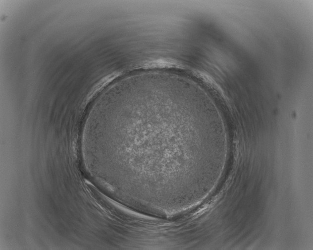 X0000085061217200703121516