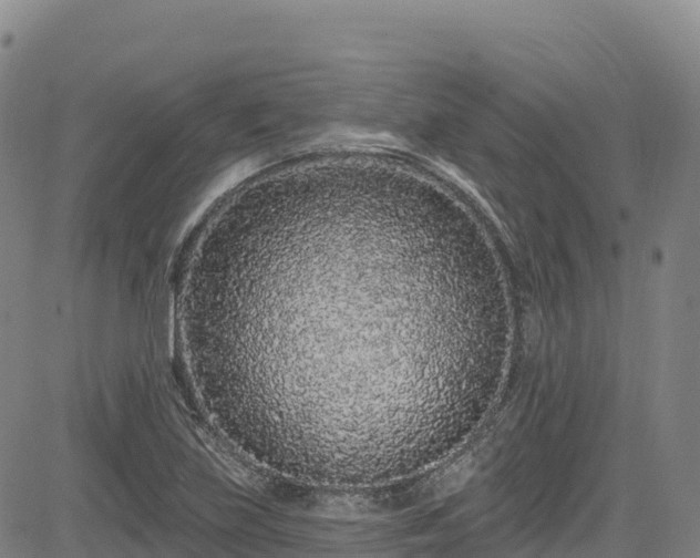 X0000085061219200703121516