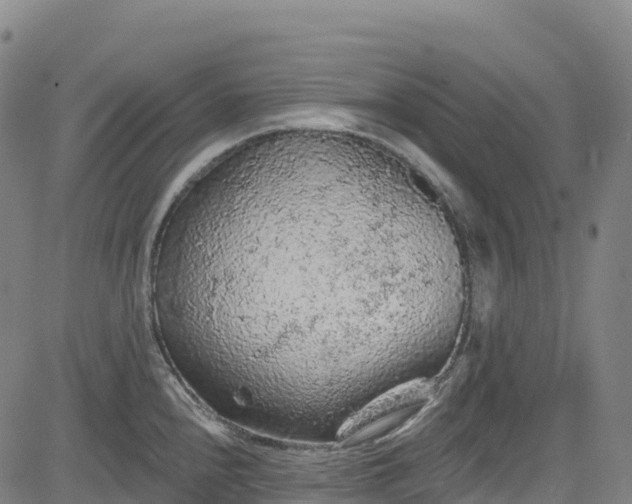 X0000085061240200703121517