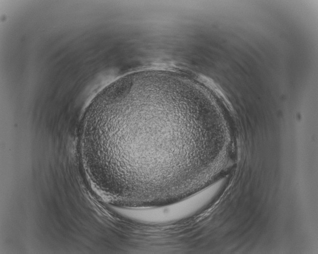 X0000085061260200703121516