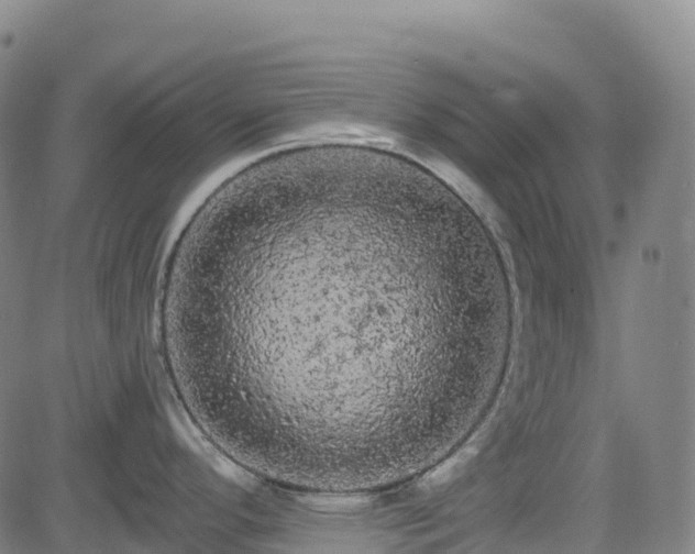 X0000085061296200703121515