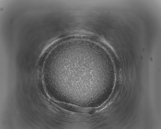 X0000085061352200703121514