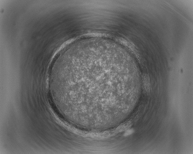 X0000085060016200703191337